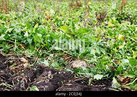 Laub und Wurzeln von Zuckerrüben im Boden. Große reife Zuckerrüben wachsen auf dem Feld bereit für die Ernte Stockfoto