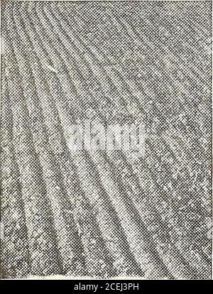 . 1916 Griffith and Turner Co. : Land- und Gartenbedarf. Stockfoto