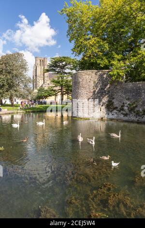 Der Wassergraben, die Mauer und die Schwäne des Bischops Palace in Wells mit der Kathedrale von Wells im Hintergrund, Wells, Somerset, England, Großbritannien Stockfoto