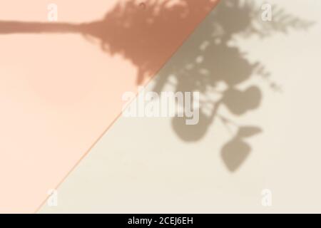 Schatten der Blätter an der Wand Stockfoto