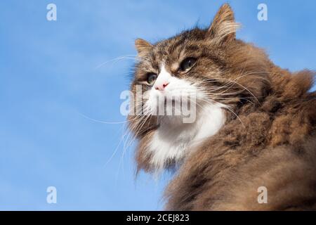 Schöne flauschige Katze von unten und blauer Himmel Hintergrund Stockfoto