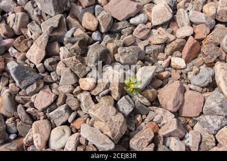 Die Blüte sprießt mitten in felsigen Böden Stockfoto