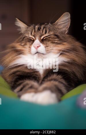 Schöne norwegische Waldkatze, die drinnen ruht Stockfoto