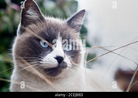 Gesicht einer lustigen mürrischen Katze mit verrückten blauen Augen Stockfoto