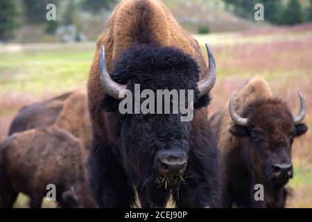 Bulle Buffalo, der Gras mit seinen Weibchen hinter sich isst, im Custer State Park, South Dakota. Stockfoto