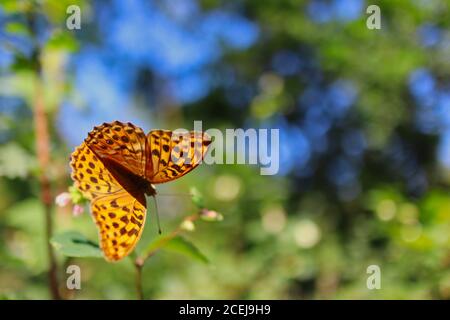 Der versilberte Fritillary (Argynnis paphia) ist ein gewöhnlicher und variabler Schmetterling mit tiefem Orange mit schwarzen Flecken auf der Vorderseite seiner Flügel. Stockfoto