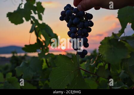 Nahaufnahme der roten Trauben während des Sonnenuntergangs im Palava Landschaftsschutzgebiet. Mährischer Weinberg mit abendlicher Atmosphäre. Stockfoto