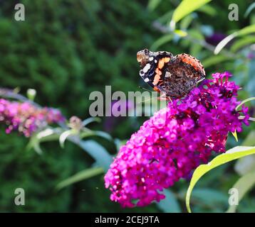 Der Rote Admiral Schmetterling (Vanessa Atalanta) sitzt auf Sommerlila im Garten. Ventrale Ansicht des Roten Admirable auf Butterfly Bush. Stockfoto