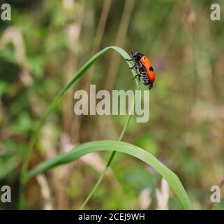 Clytra Laeviuscula (der Ameisenbeutelkäfer) auf Grashalme im Garten. Four Spotted Leaf Beetle ist ein Insekt der Familie Chrysomelidae. Stockfoto