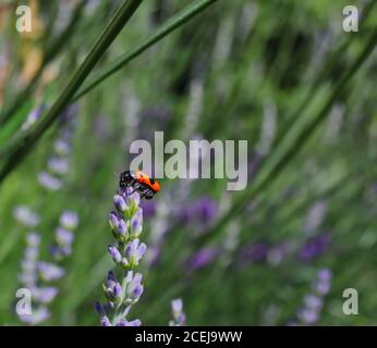 Nahaufnahme von Clytra Laeviuscula (der Ameisenbeutelkäfer) auf Purple Lavender im Garten. Vier gefleckte Blattkäfer auf blühende Pflanze auf tschechischer Wiese. Stockfoto