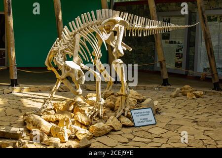 TSKALTUBO, GEORGIA - 19. MÄRZ 2018: Skelett des Dinosauriers, im Sataplia Nature Reserve in der Nähe von Kutaisi Stadt, Georgia. Über Exstinkt erziehen Stockfoto