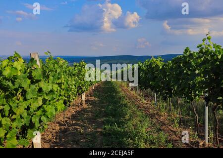 Weinberg in Palava Landschaftsschutzgebiet mit schöner Aussicht in der Ferne. Grüne Pflanzen der Gemeinen Weinrebe (Vitis Vinifera) in Mähren. Stockfoto