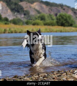 Aufmerksame Wet Border Collie wartet auf Spiel in der Tschechischen Fluss. Black and White Dog genießt Spaß am Wasser. Stockfoto