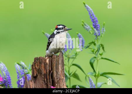 01206-03701 Specht (Dryobates pubescens) Männchen auf Zaunpfosten in der Nähe von Garten Marion Co. IL Stockfoto