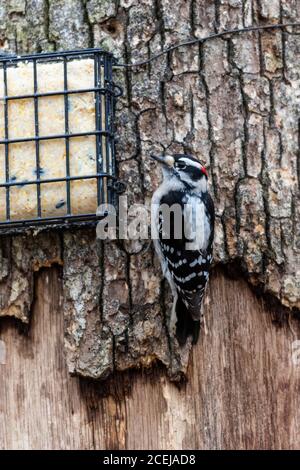 01206-03707 Specht (Dryobates pubescens) männlich bei Suet Feeder Marion Co. IL Stockfoto