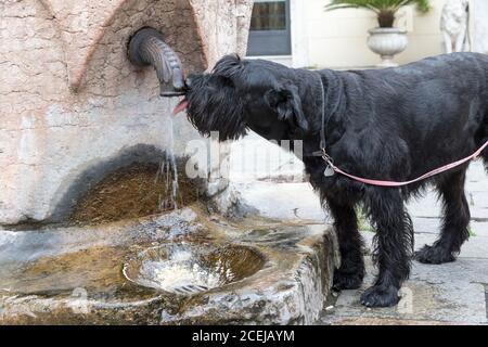 Großer schwarzer Schnauzer Hund trinkt aus einem städtischen Trinkbrunnen in Venedig. Italien. Stockfoto