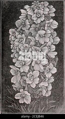 . Das Maule-Samenbuch für 1922. 1284 Datura, Cornucopia. DELPHINIUM Hardy Perennial Larkspur ein alter Gartenfavorit.Samen, die im Frühfrühling gesät werden, werden im selben Jahr Blüten produzieren, aber die Flow-ers werden in den folgenden Jahren reichlicher sein. 1290 BELLADONNA.die immerblühende HardyI&gt;a r k s p U r. Eine neue blühende Sorte, die freier und kontinuously blüht als jeder Hardylarksporn gewachsen. Die Tur-quoise-blaue Farbe der Blüte ist nicht gleich fordelicacy und Schönheit durch irgendeinen anderen Blume; 3 Fuß hoch.Paket, 20 Cent. DELPHINIUMPLANTS: Belladonna Hybrids Lieferfertig April 15 bis Juni 15. P Stockfoto