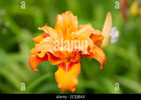 Orange Tageslilie doppelte Blume, Lilie grüne Szene Hintergrund. Botanische Makrofotografie zur Illustration von Lilie Stockfoto