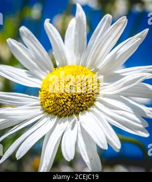 Nahaufnahme einer kleinen gestreiften Biene auf einer leuchtend gelben Rotte Der Kamillenblüte im Sonnenlicht Stockfoto