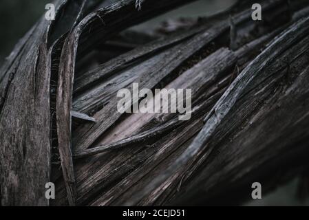 Close-up gefallen geknackt alten drei im Wald. Stockfoto