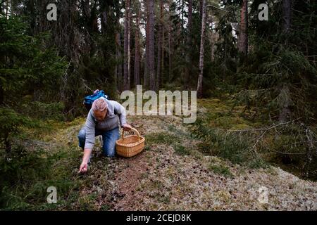 Frau mit einem Korb im Wald, pflücken Preiselbeeren, Blaubeeren und Pfifferlinge Pilze an einem Herbsttag in Schweden. Stockfoto