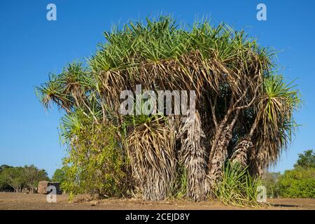 Pandanus spiralis im Northern Territory von Australien Stockfoto