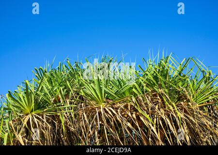 Pandanus spiralis im Northern Territory von Australien Stockfoto