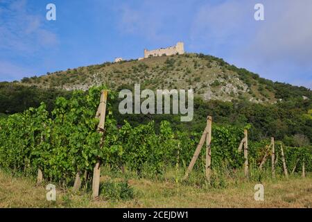 Die gemeinsame Weinrebe (Vitis Vinifera) mit Burgruinen auf dem Hügel. Ruinen der gotischen Burg namens Devicky in Palava Landschaftsschutzgebiet. Stockfoto