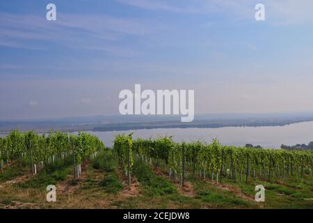 Mährische Weinberg in Palava Landschaftsschutzgebiet mit Nove Mlyny Stauseen in der Ferne. Grüne Pflanzen der Gemeinsamen Weintraube. Stockfoto