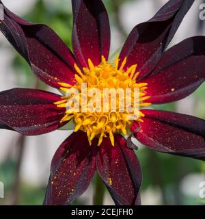 Nahaufnahme einer blühenden Verrones Obsidian Dahlia Blume Stockfoto