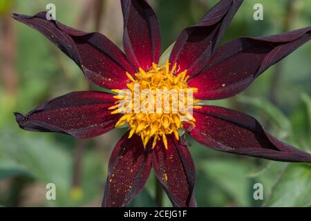 Nahaufnahme einer blühenden Verrones Obsidian Dahlia Blume Stockfoto