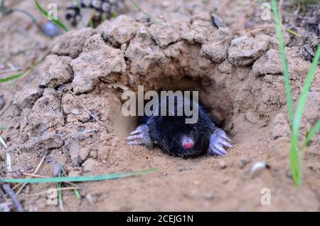 Maulwurf kriecht aus Maulwurfshügel über dem Boden, zeigt starke Vorderfüße verwendet für Graben läuft unter der Erde. Mole Trapping - Jungen Schädlingsbekämpfung. Untergro Stockfoto