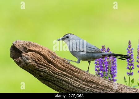 01392-03807 Graue Catbird (Dumetella carolinensis) auf Zaun in der Nähe von Blumengarten Marion Co. IL Stockfoto