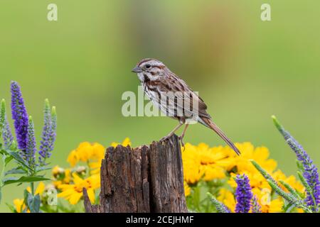 01575-01919 Song Sparrow (Melospiza melodia) auf Zaunpfosten in der Nähe von Blumengarten Marion Co. IL Stockfoto