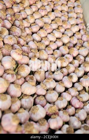 Frisch gepflückte, organische, natürliche Knoblauchzwiebeln, die auf Racks auf einer kleinen Farm außerhalb von Hillsboro, Wisconsin, USA, aushärten und trocknen Stockfoto