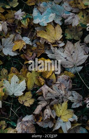 Herbstliches Laub am Boden liegen Stockfoto