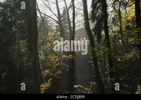 Blick auf kleine alte Hütte hinter Bäumen auf sonnig Tag im Herbstwald Stockfoto