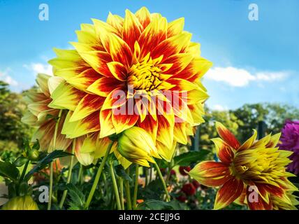 Bunte Dahlia Stockfoto