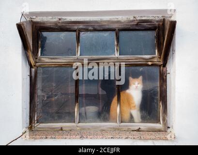 Außenaufnahme eines Holzfensters im alten Haus Mit Ingwer weiße Katze sitzen hinter Stockfoto