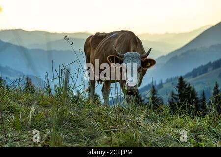 Rinder im Sommer auf den Alpen für die saisonale Alm. Die Kühe auf der Alp sind übrigens tagsüber im Stall. Stattdessen fressen sie vom Sonnenuntergang bis zur Morgendämmerung das üppige Berggras, das sich durch das ständige Klingeln ihrer Glocken nicht entgehen lassen kann Stockfoto