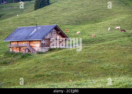 Rinder im Sommer auf den Alpen für die saisonale Alm. Die Kühe auf der Alp sind übrigens tagsüber im Stall. Stattdessen fressen sie vom Sonnenuntergang bis zur Morgendämmerung das üppige Berggras, das sich durch das ständige Klingeln ihrer Glocken nicht entgehen lassen kann Stockfoto