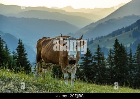 Rinder im Sommer auf den Alpen für die saisonale Alm. Die Kühe auf der Alp sind übrigens tagsüber im Stall. Stattdessen fressen sie vom Sonnenuntergang bis zur Morgendämmerung das üppige Berggras, das sich durch das ständige Klingeln ihrer Glocken nicht entgehen lassen kann Stockfoto