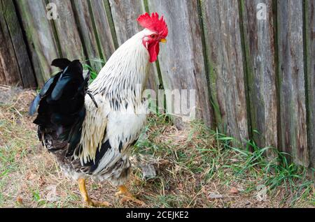 Hennen, die sich auf traditionelle ländliche barnyard am sonnigen Tag. Detail der Henne den Kopf. Hühner sitzen im Hühnerstall. Nahaufnahme von Huhn stehend auf barn Yard Stockfoto