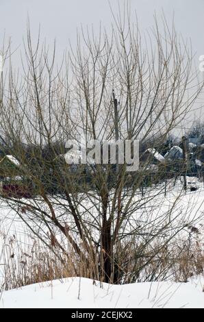 Baum Äste ohne Blätter auf dem Himmel Hintergrund Stockfoto