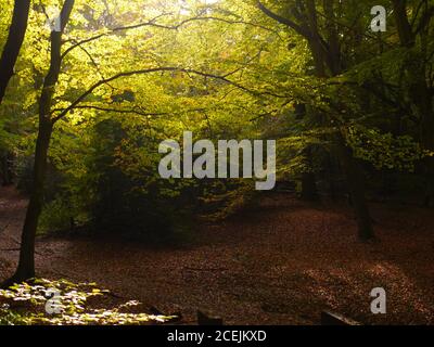 Burnham Beeches, Burnham, Buckinghamshire, Großbritannien. Stockfoto