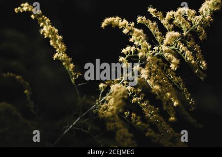 Nahaufnahme des zarten Zweig mit hübschen gelben Blüten wachsen Auf schwarzem Hintergrund Stockfoto
