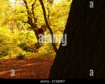 Burnham Beeches, Burnham, Buckinghamshire, Großbritannien. Stockfoto