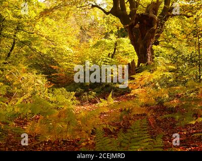 Burnham Beeches, Burnham, Buckinghamshire, Großbritannien. Stockfoto