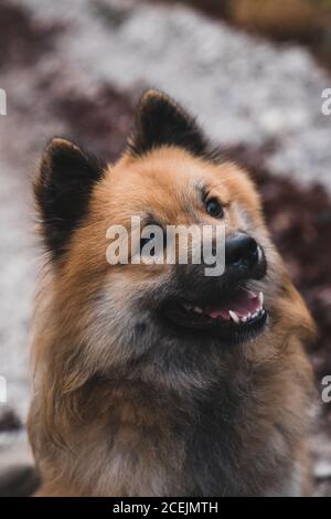 Netter Hund auf dem Weg in die Landschaft Stockfoto