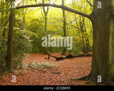 Burnham Beeches, Burnham, Buckinghamshire, Großbritannien. Stockfoto